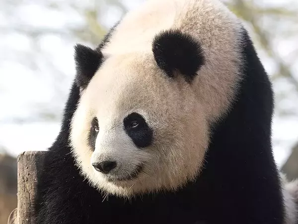 Пенсионират панди от френски зоопарк